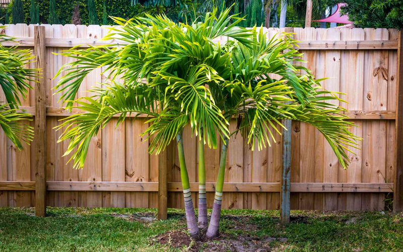 Best Palm Varieties In Surat